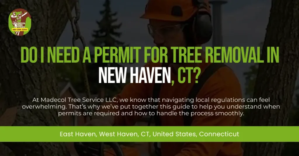 Do I Need a Permit for Tree Removal in New Haven, CT?