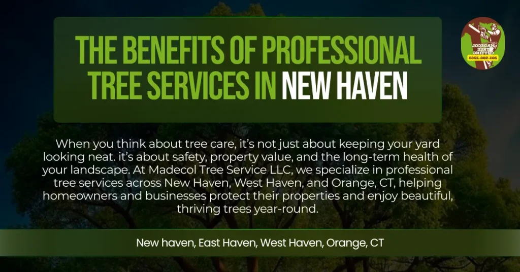 The Benefits of Professional Tree Services in New Haven
