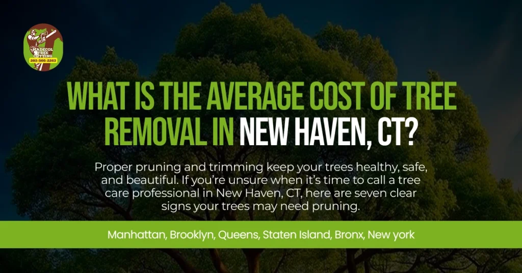 What Is the Average Cost of Tree Removal in New Haven, CT?
