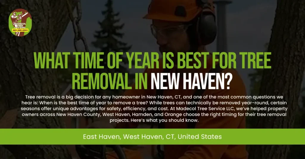 What Time of Year Is Best for Tree Removal in New Haven?
