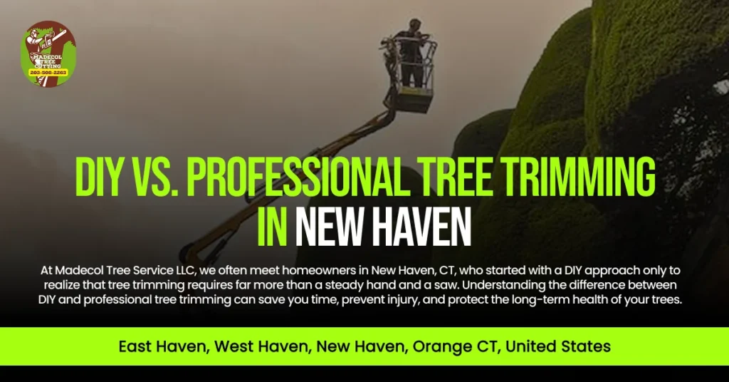 DIY vs. Professional Tree Trimming in new haven