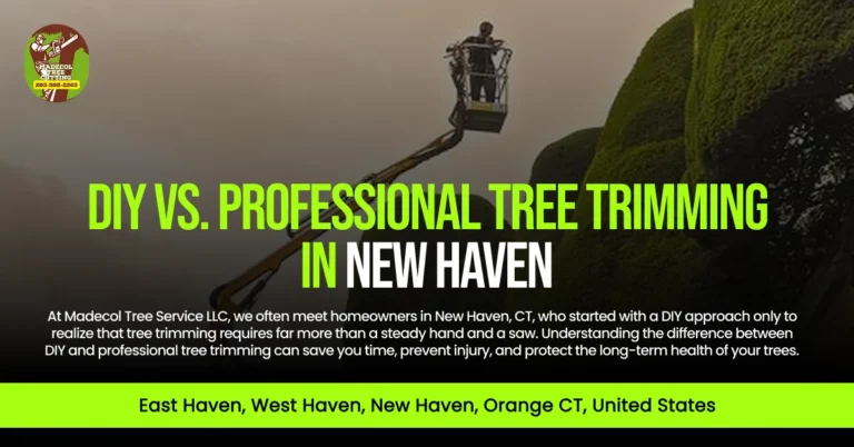 DIY vs. Professional Tree Trimming in new haven