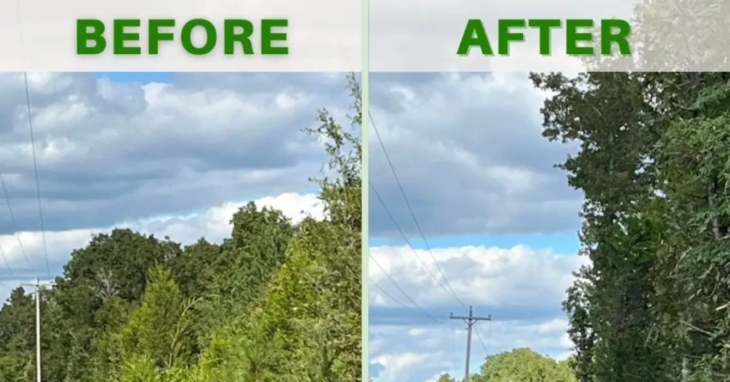 How Tree Trimming Prevents Damage and Protects Your Property