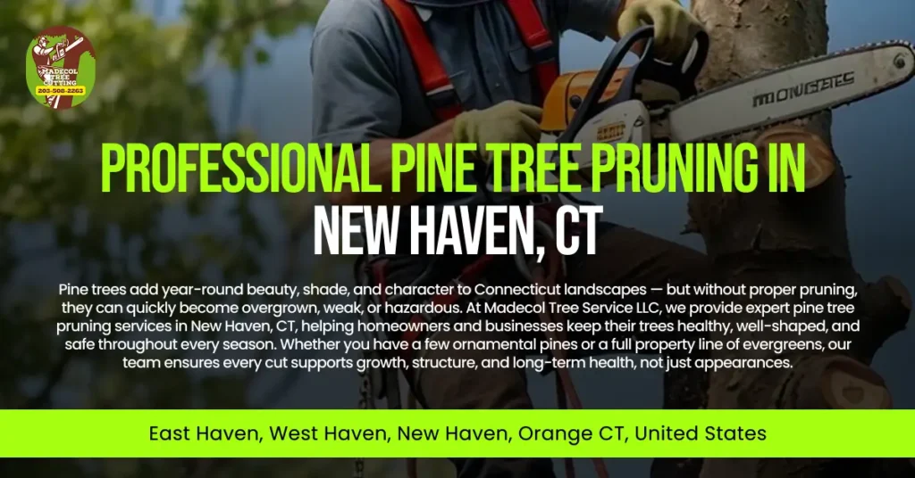 Professional Pine Tree Pruning in New Haven, CT