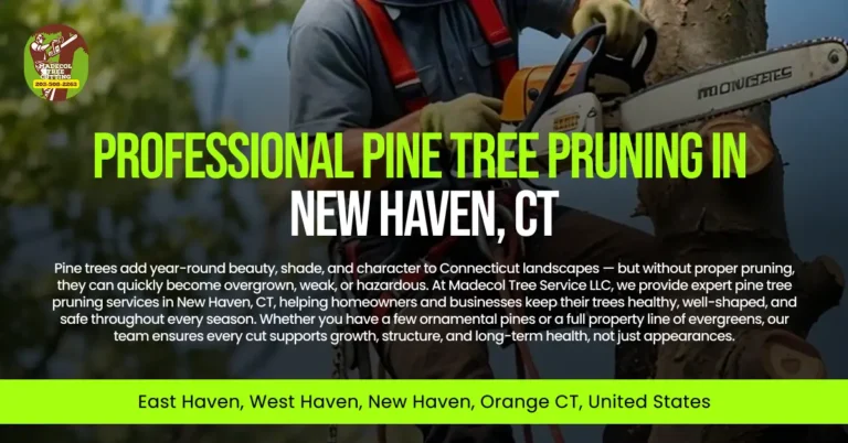 Professional Pine Tree Pruning in New Haven, CT
