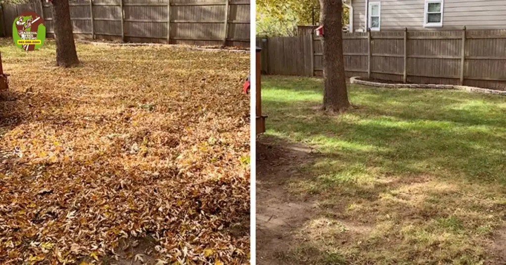 Professional Tree Leaf Removal in New Haven, CT