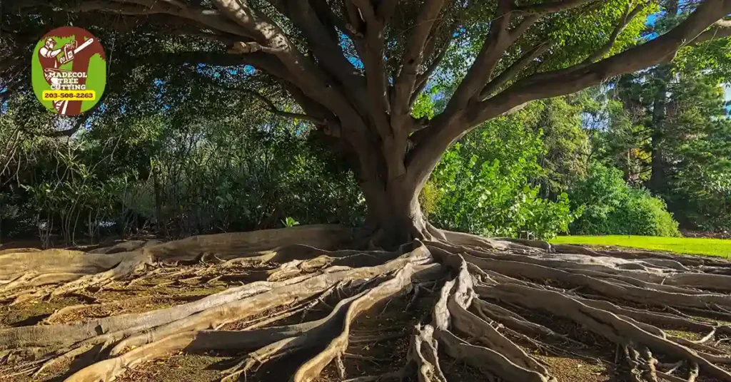 Safe & Efficient Large Tree Removal in CT