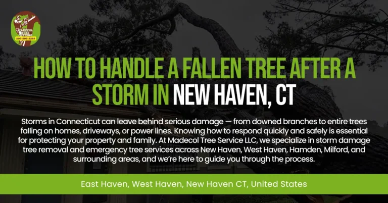 How to Handle a Fallen Tree After a Storm in New Haven, CT