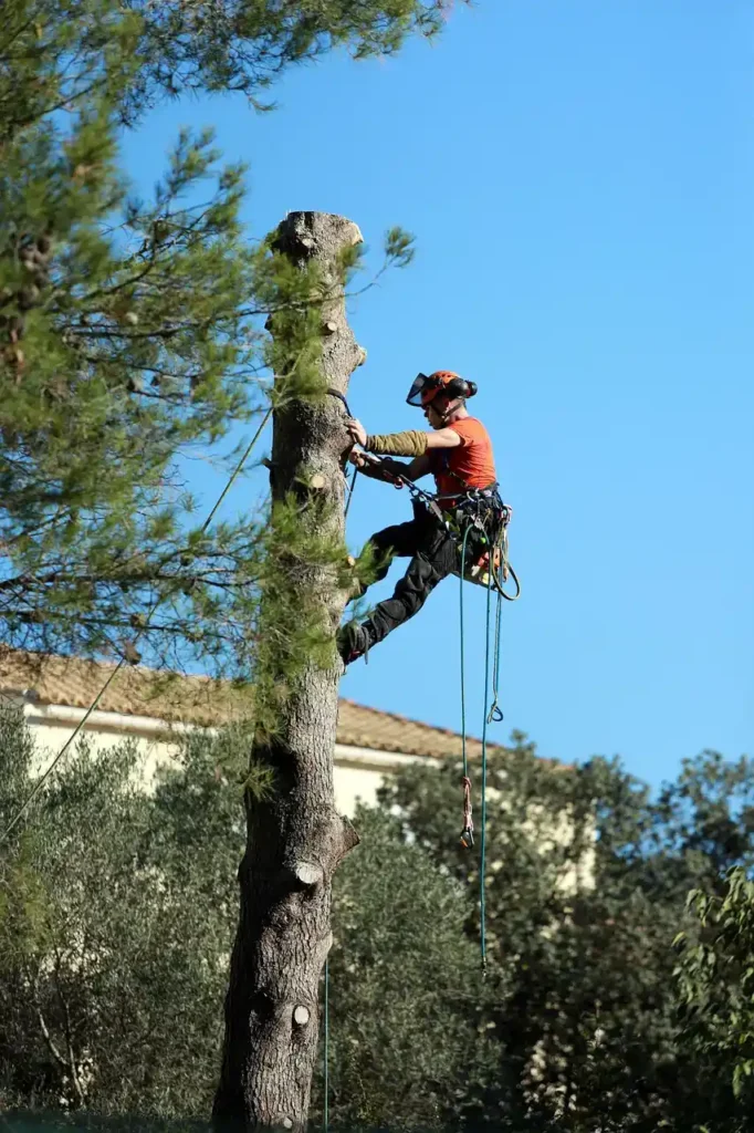 Best Tree Services in East Haven